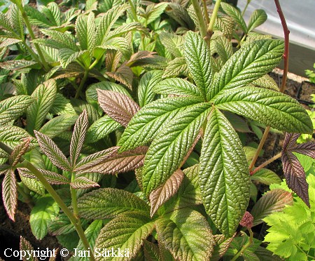 Rodgersia pinnata sulkavaleangervo